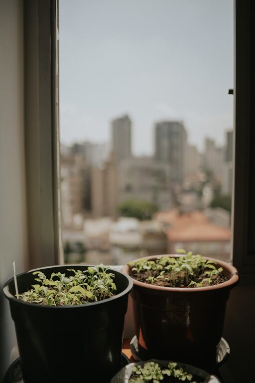 Kā izveidot mājas dārzu pilsētas dzīvoklī un kopt augus iekštelpās